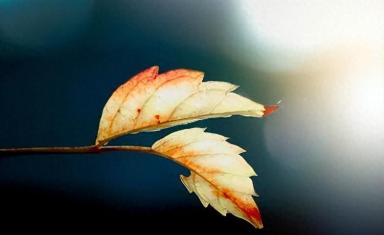 微信爱情大揭秘:谁最关注你的一举一动!